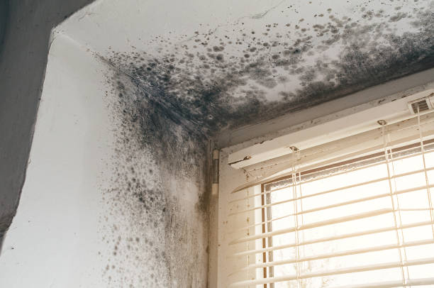Affordable Attic Mold Remediation solutions in Rockton, PA
