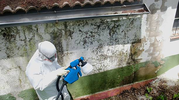 Top rated local Attic Mold Remediation specialists in Rockton, PA